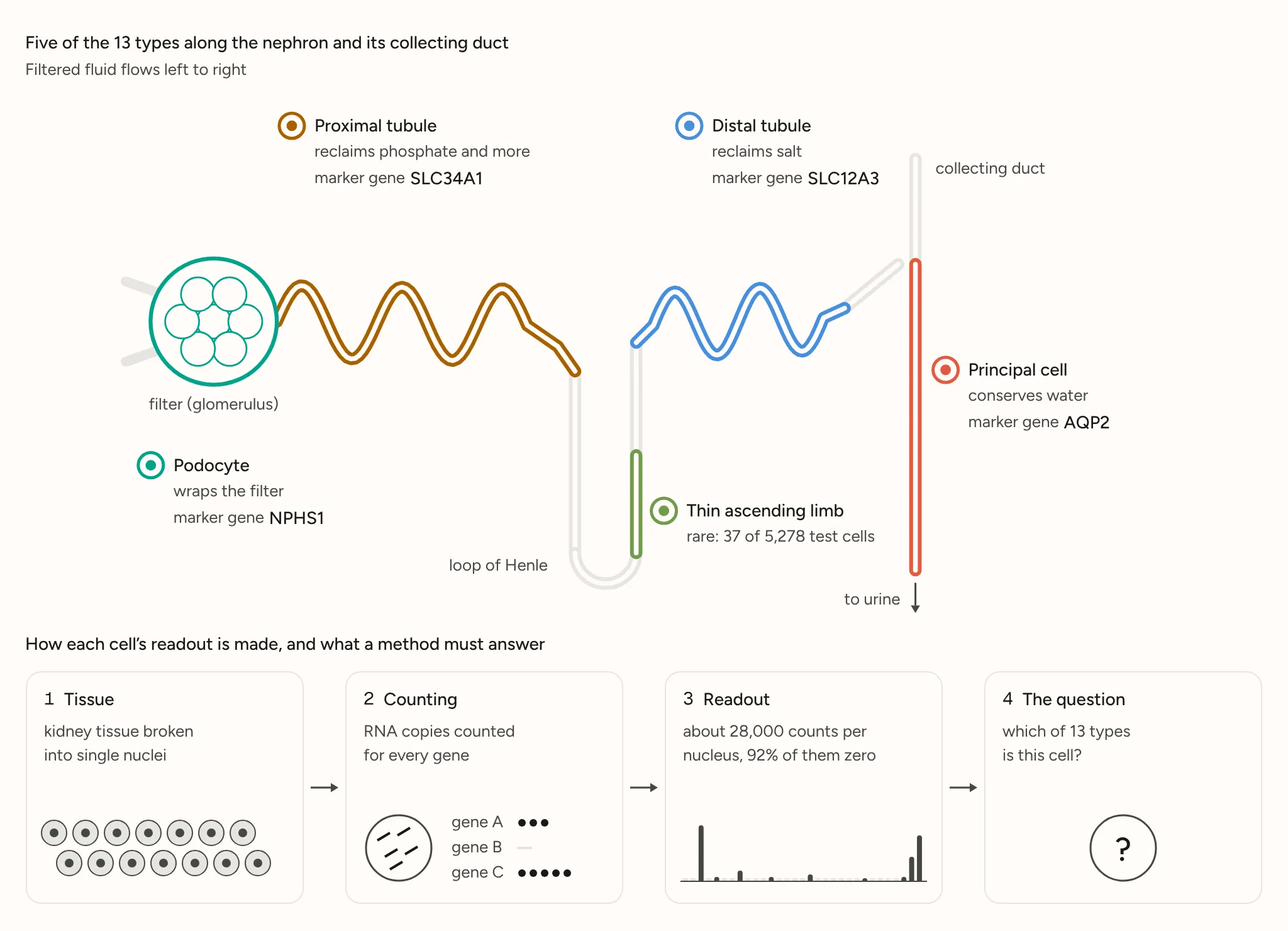 Top: a schematic nephron and collecting duct with five of the 13 cell types labeled, from podocytes at the filter to principal cells in the collecting duct, each with its marker gene. Below: four steps from kidney tissue to single nuclei, RNA counts per gene, about 28,000 counts per nucleus with 92% zero, and the question of which of 13 types each cell is