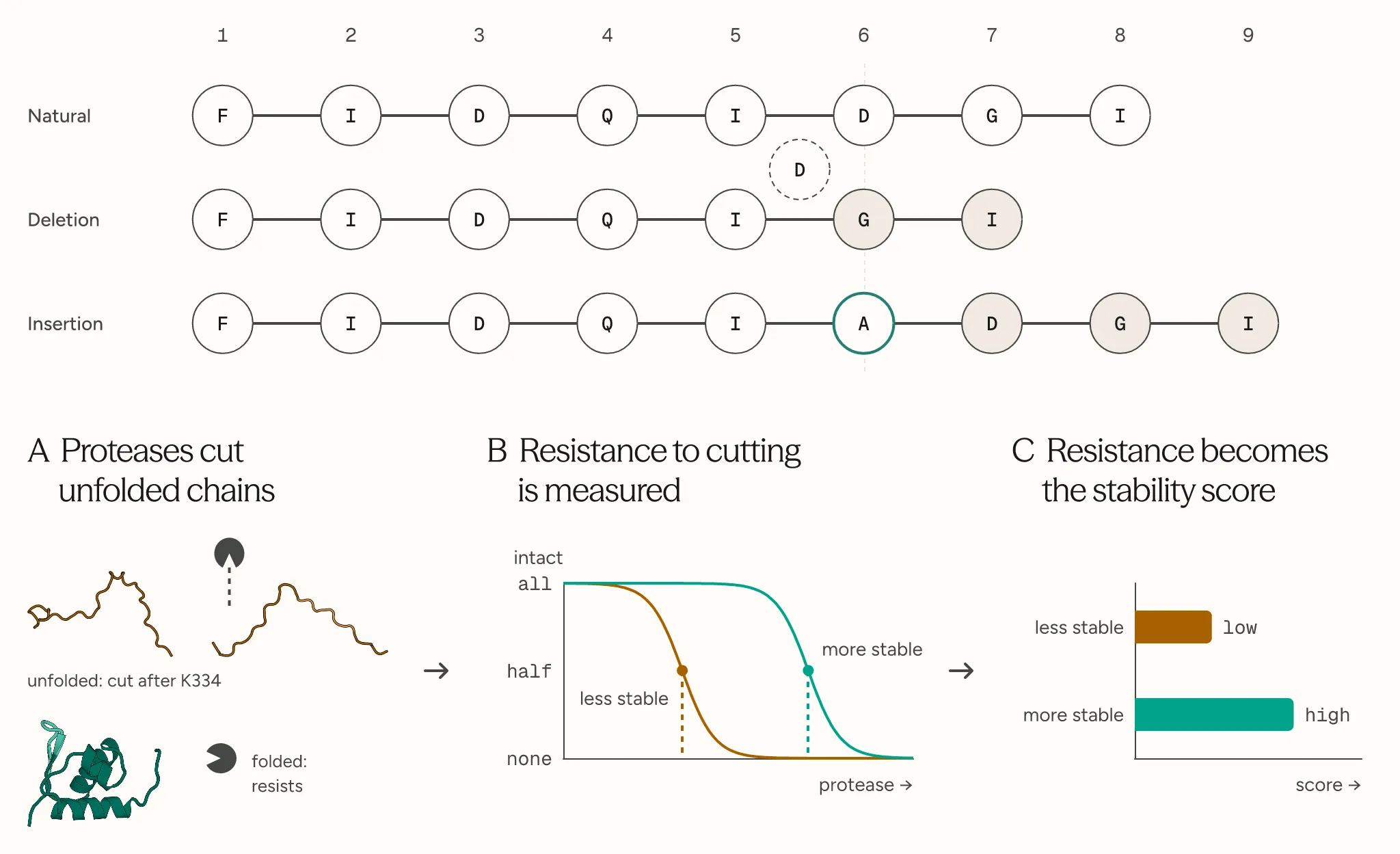 Top: a chain of lettered amino-acid beads, natural, with one deleted and with one inserted, each edit shifting every bead after it. Below: proteases cut an unfolded chain but not a folded one, a curve of how much protease each variant withstands, and that resistance as a low or high stability score