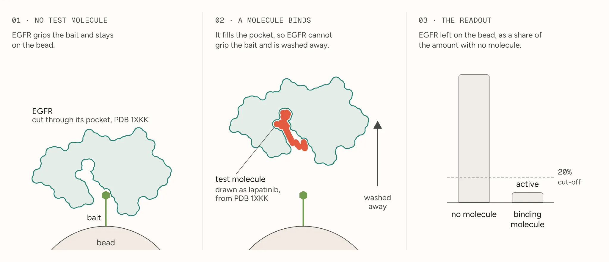 Three-panel schematic of the competition binding assay: EGFR gripping a bait on a bead, a test molecule filling EGFR’s pocket so EGFR is washed away, and a bar chart of EGFR left on the bead with the 20% active cut-off