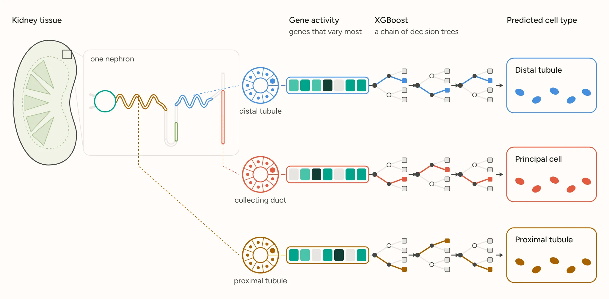 Schematic from kidney tissue to a nephron and three tubule cross-sections, each cell’s most variable genes shown as shaded bars, fed through XGBoost’s boosted decision trees to predicted cell types: distal tubule, principal cell and proximal tubule