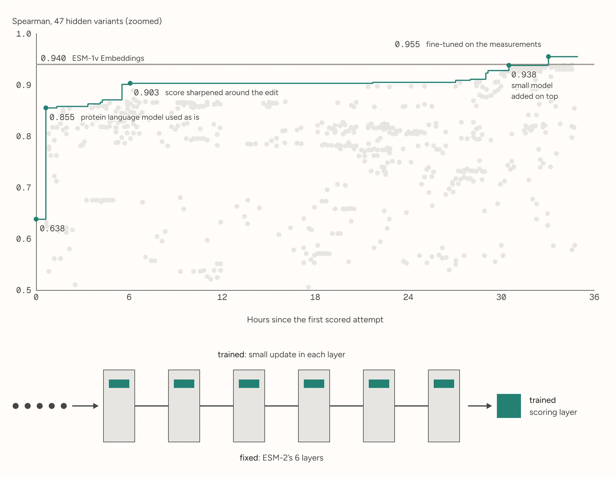 Light gray dots for every attempt over about 35 hours with a teal line tracing the best Spearman score: 0.638, 0.855 with a protein language model, 0.903, 0.938 and 0.955 after fine-tuning, passing the 0.940 line for ESM-1v Embeddings. Below: ESM-2’s six fixed layers, each with a small trained update, feeding a trained scoring layer