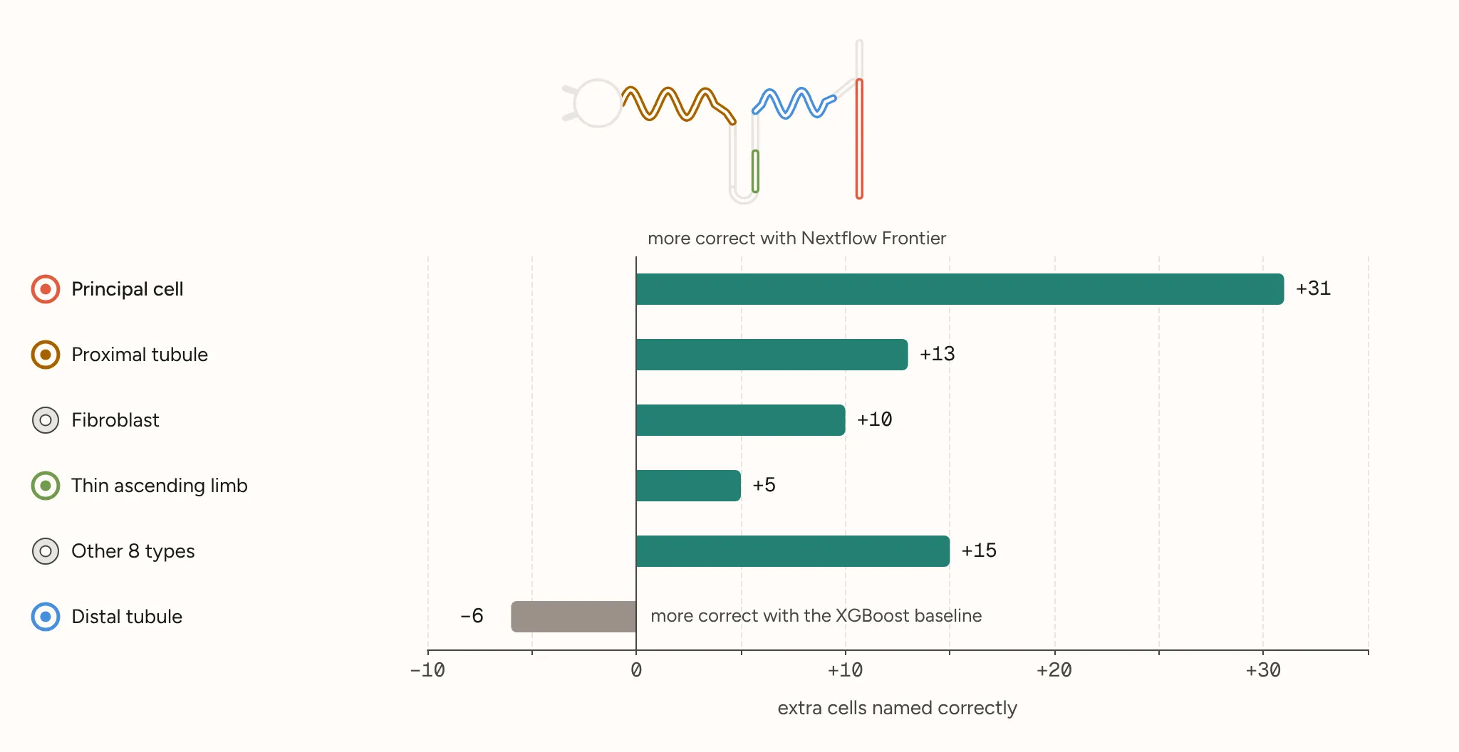 Bar chart of extra cells named correctly by Nextflow Frontier per cell type: principal cells +31, proximal tubule +13, fibroblasts +10, thin ascending limb +5, the other eight types together +15, and distal tubule −6
