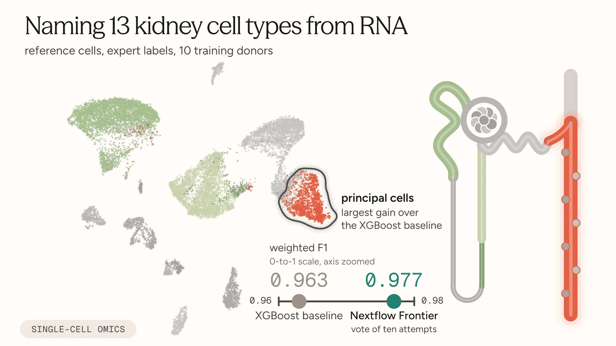 Figure: naming 13 kidney cell types from RNA.